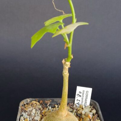 Gerrardanthus macrorhizus
