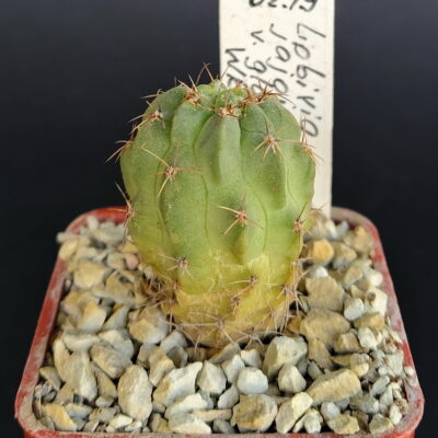 Lobivia jajoiana v. glauca WR218
