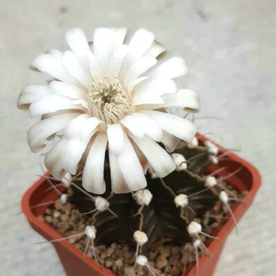 Gymnocalycium stenopleurum P435 Americo Picco, Nueva Asuncion, Paraguay