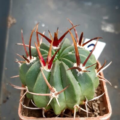 Echinofossulocactus coptonogonus SB13 MG #2