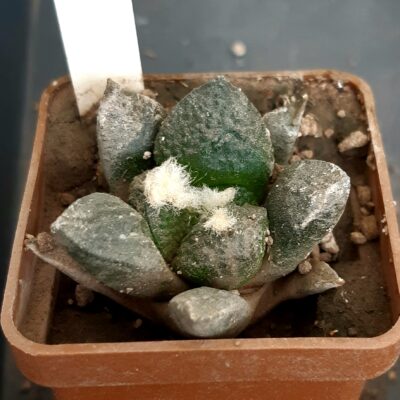 Ariocarpus fissuratus 'intermedius' Koehres #4