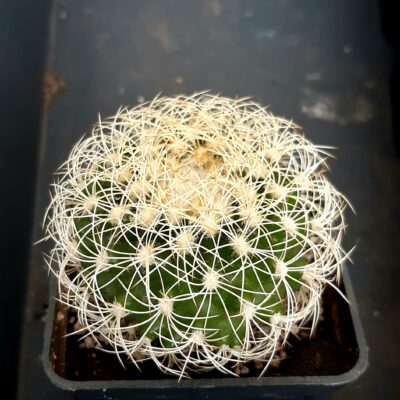 Discocactus araneispinus