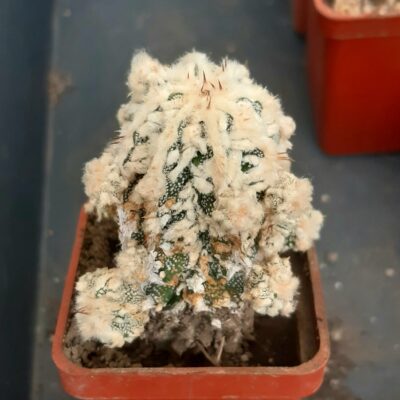 Astrophytum myriostigma 'fukuryu'