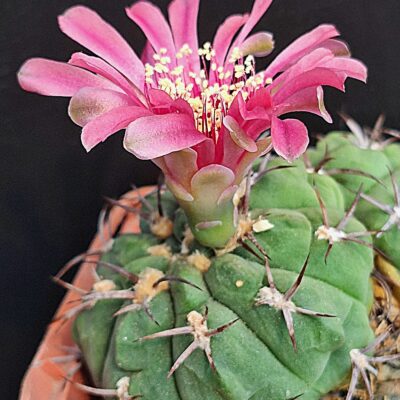 Gymnocalycium carminanthum BO 130