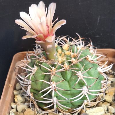 Gymnocalycium catamarcense P 72