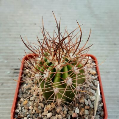 Lobivia ferox 'longispina'  JN1891, Puente La Punilla, Salta, 1533m