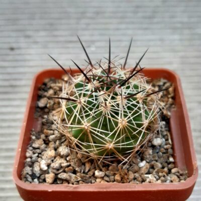Coryphantha reduncispina PP696