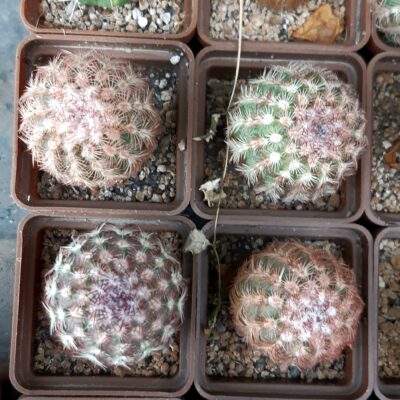 Echinocereus rigidissimus 'rubrispinus' (Mesagarden) (4 росл. разом)