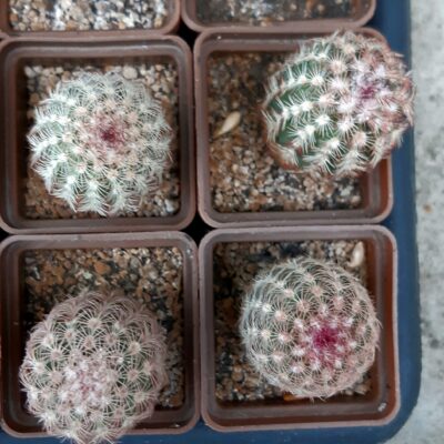 Echinocereus rigidissimus 'rubrispinus' (Mesagarden) (4 росл. разом)