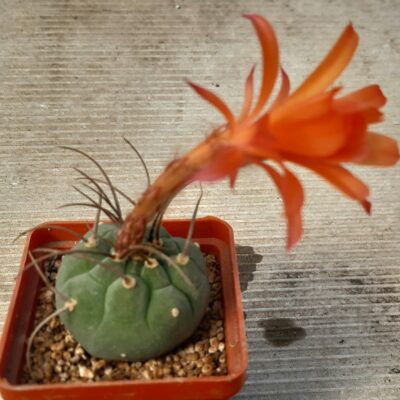 Submatucana madisoniorum (Plapp)