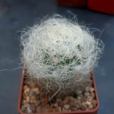 Neoporteria gerocephala