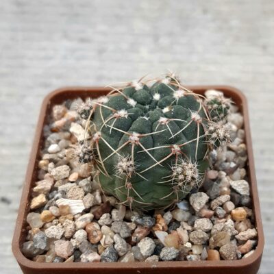 Gymnocalycium andreae CH1066 Villa Benegas /nearly hotel La Posta/ RUTA 20 in alt. 2129 m, p. Cordoba, Argentina