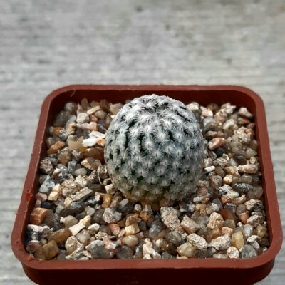 Mammillaria sanchez-mejoradae