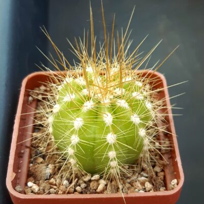 Trichocereus hybr. mix color (Koehres)