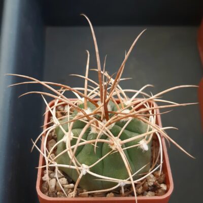 Gymnocalycium polycephalum