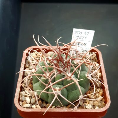 Gymnocalycium ferox STO92-495/1 Aqua de Ramon,Cord. /strong spines/