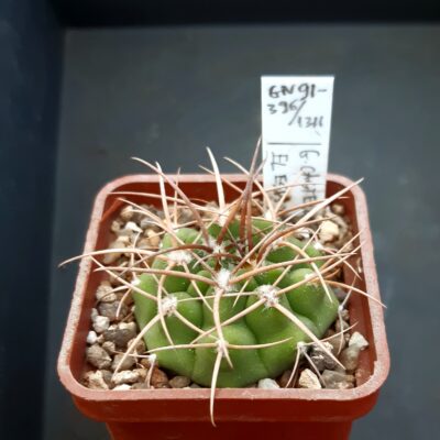 Gymnocalycium castellanosii v.ferocius GN91-396/1311 El Esp., Cordoba, Argentina 650-1010m /strong spines/