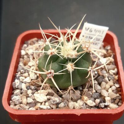 Gymnocalycium monvillei 'steineri' VG 491 Nina Paula, Córdoba (1246m)