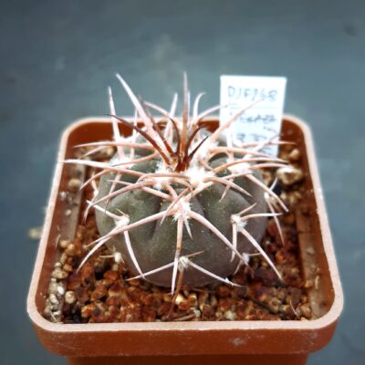 Gymnocalycium spegazzini DJF248 Amaicha del Valle, Tucuman, Arg