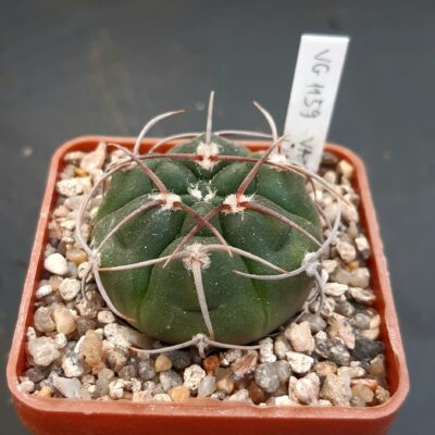 Gymnocalycium mostii form. VG-1159, Va Icho Cruz, Cordoba, 1115 m