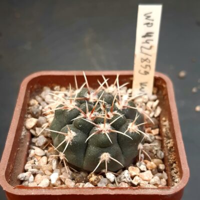 Gymnocalycium kulhanekii WP442/859 Córdoba, Punilla, Capilla del Monte, Cerro Uritorco, v části Quebrada del Viento, 1400-1450m