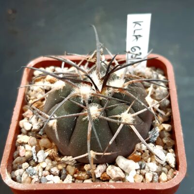Gymnocalycium spegazzinii KLA 63A Chuscha, Salta