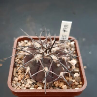 Gymnocalycium spegazzinii KLA 57A El Corralito, Salta
