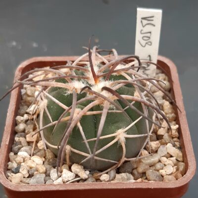Gymnocalycium armatum VS503,Tomayapo,Tarija