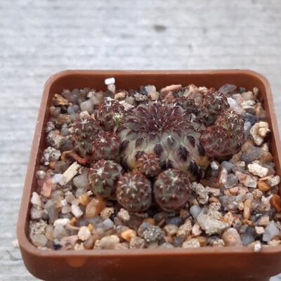 Sulcorebutia rauschii