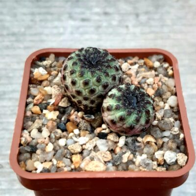 Sulcorebutia rauschii
