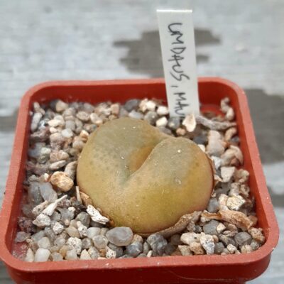 Conophytum maughanii ssp.latum, Umdaus