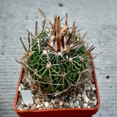 Echinofossulocactus tricuspidatus