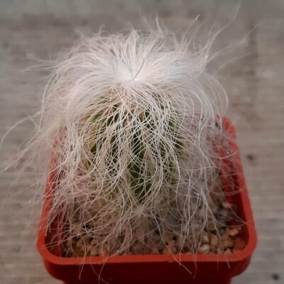 Cephalocereus senilis