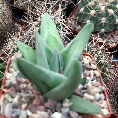 Gastrolea 'Green Ice'