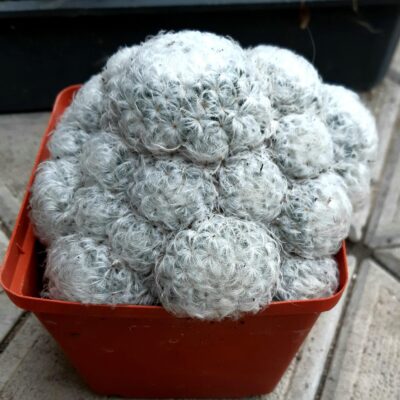 Mammillaria plumosa