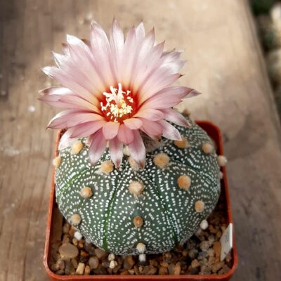 Astrophytum asterias pink flowers