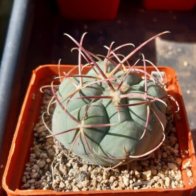 Thelocactus hexaedrophorus cv. (Japan)