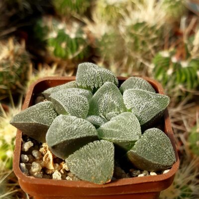 Haworthia pygmaea selection