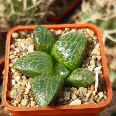 Haworthia comptoniana cv.'Kouhou'