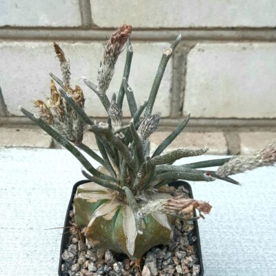 Digitostigma caput-medusae
