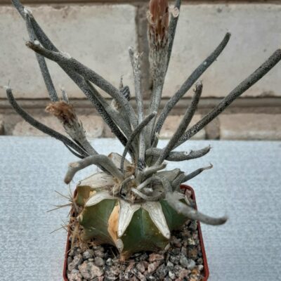 Digitostigma caput-medusae