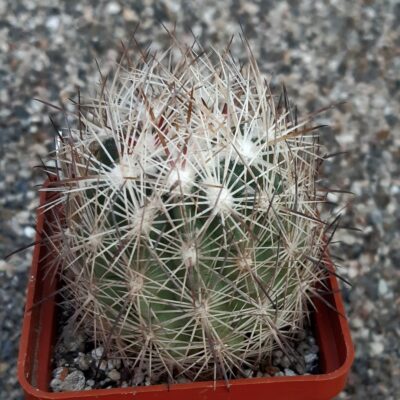 Echinomastus durangensis 'mapimensis' MG