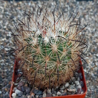 Echinomastus unguispinus GL607 S Jimenez, Chih.