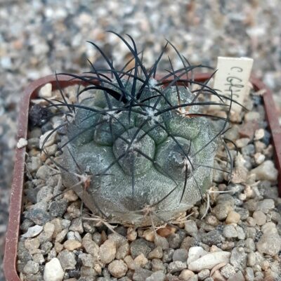 Copiapoa griseoviolacea S of Freirina