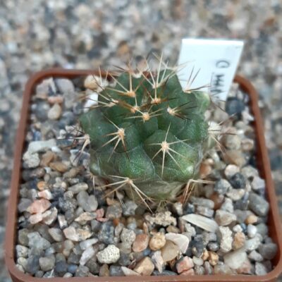 Copiapoa marginata f bridgesii North of Chanaral