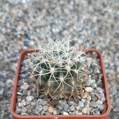 Neoporteria eriosyzoides white sp. Vicuna 1700m