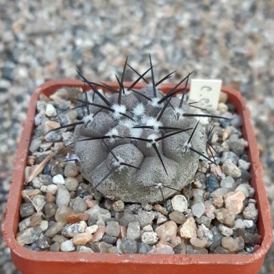 Copiapoa cinerea SE of Taltal