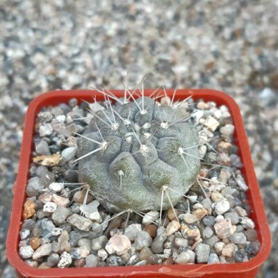 Copiapoa cinerea 'albispina' Quebrada San Ramon