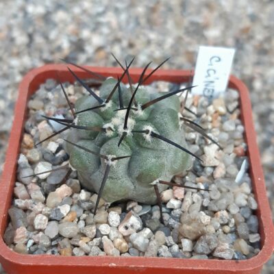 Copiapoa cinerea San Ramon Valley