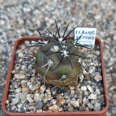 Copiapoa echinoides: Llanos de Challe